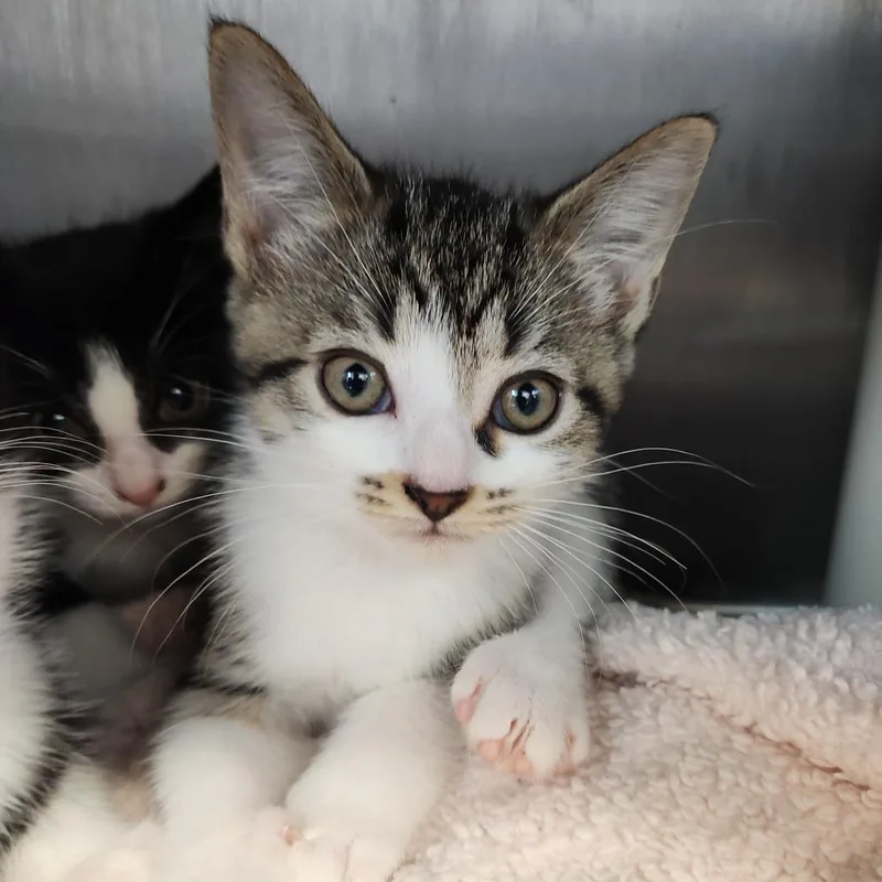 A baby small-sized male Brown / Chocolate Domestic Short Hair cat named Goober for adoption in Fort Wayne, IN