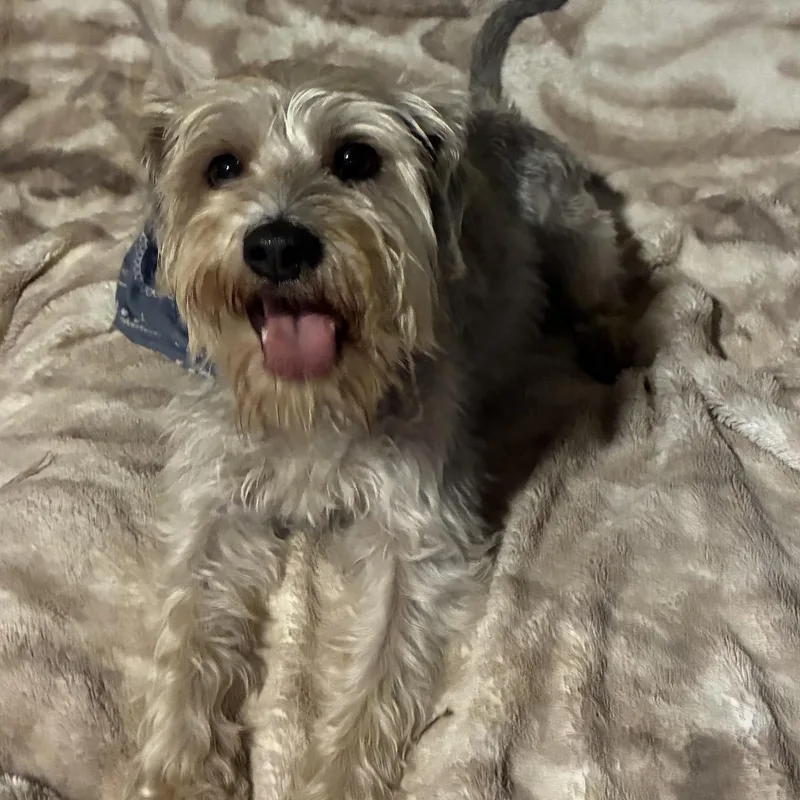 Gizmo