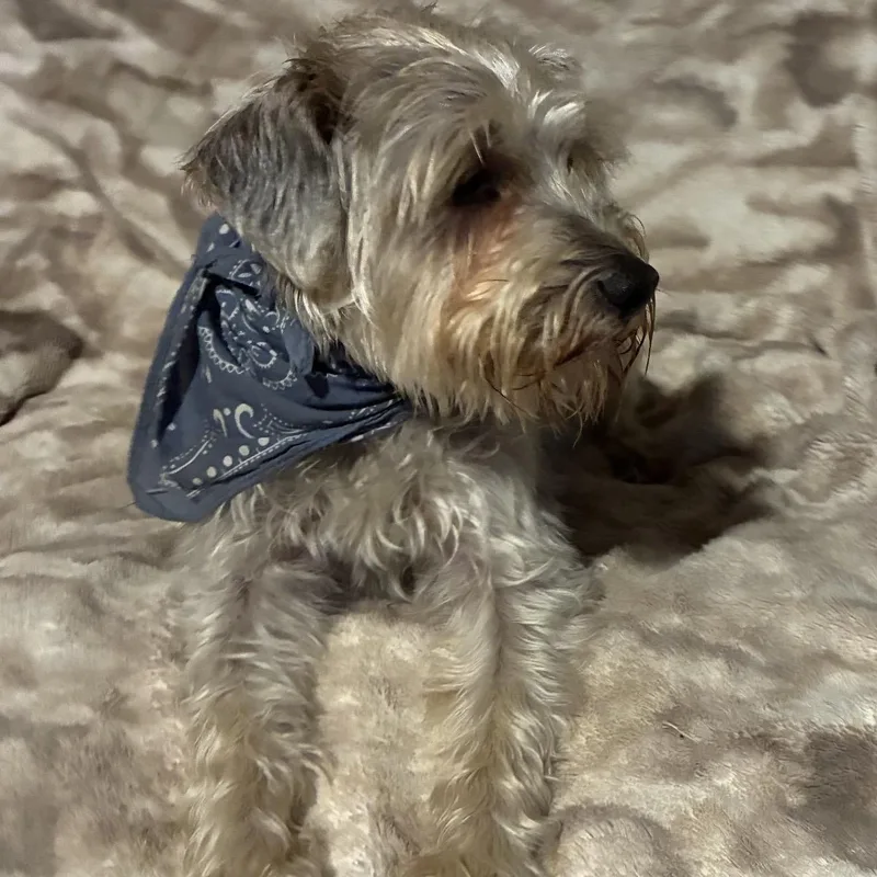 Gizmo thumbnail 5
