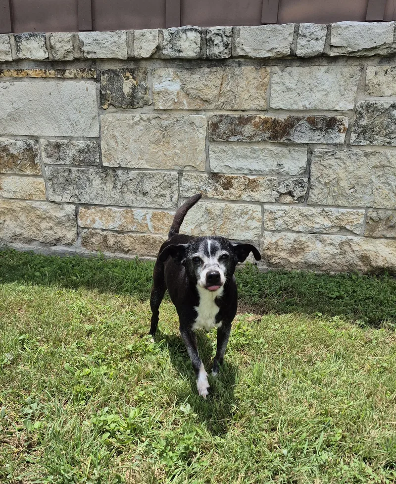 A senior small-sized male Chihuahua dog named Rosco for adoption in Schertz, TX
