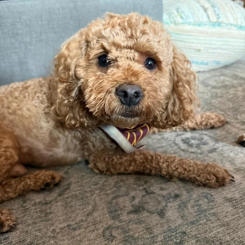 An adult small-sized male Cockapoo dog named Banks for adoption in Fairfax, VA