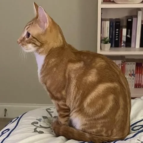 An adult medium-sized male Orange / Red Domestic Short Hair cat named Biscuit for adoption in Lynchburg, VA