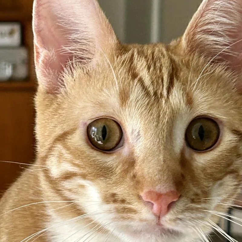 Biscuit thumbnail 2