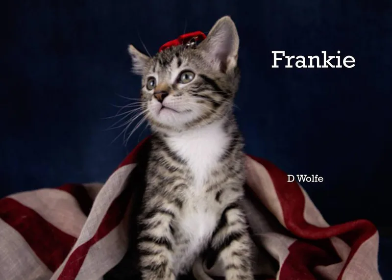 Frankie thumbnail 2