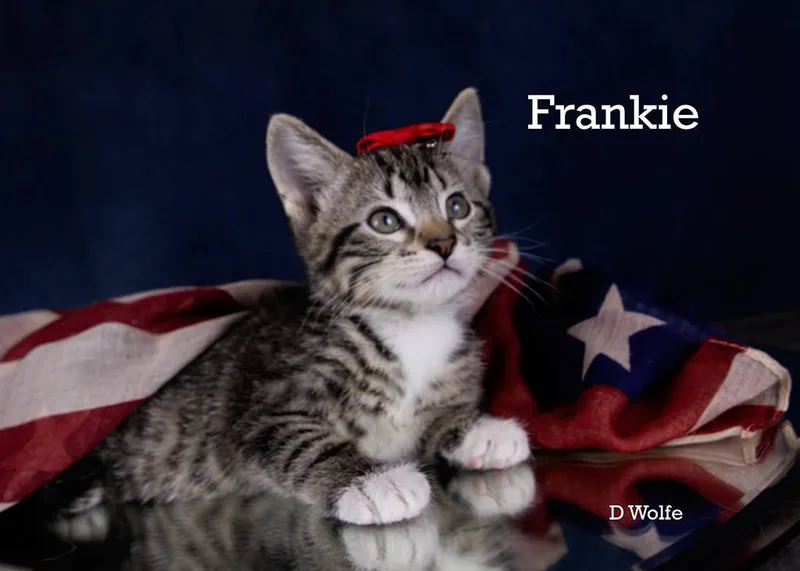 Frankie thumbnail 5