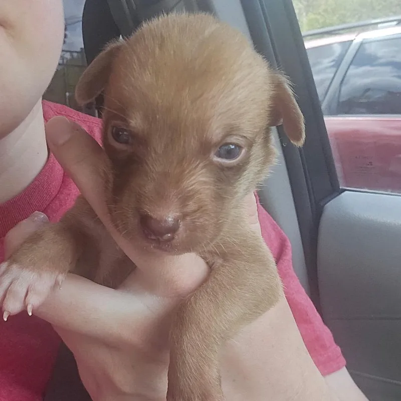 A baby small-sized male Black Husky dog named Red for adoption in Aberdeen, NC