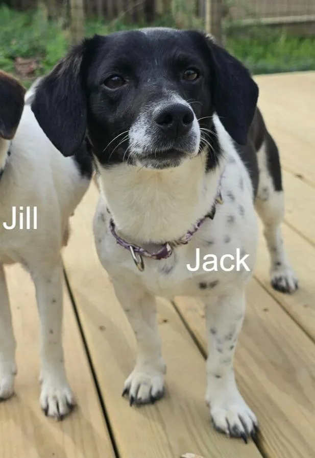 Jack