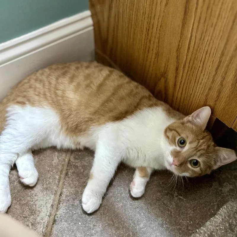 A baby medium-sized male Domestic Short Hair cat named Cliff for adoption in Stafford, VA