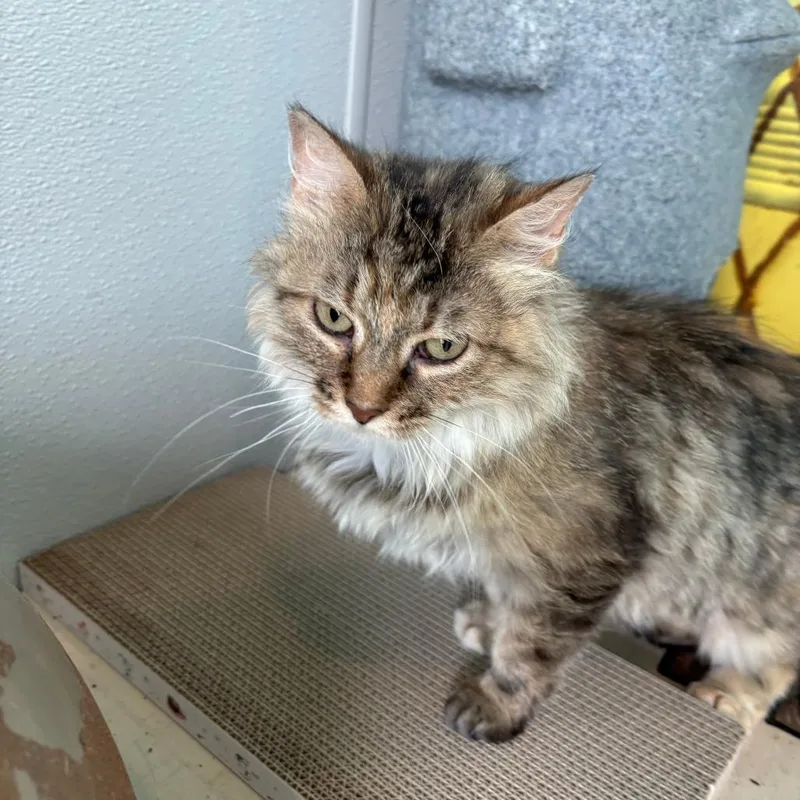 Delilah