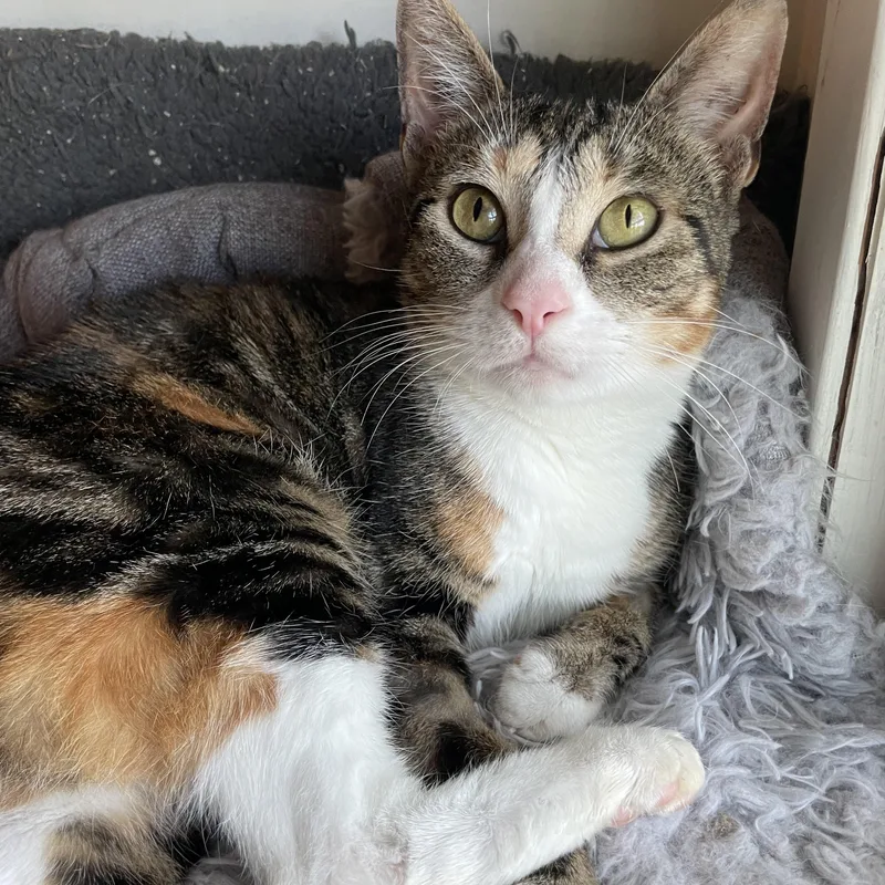 A baby medium-sized female Chocolate Point Calico cat named Lupita for adoption in Bayside, NY
