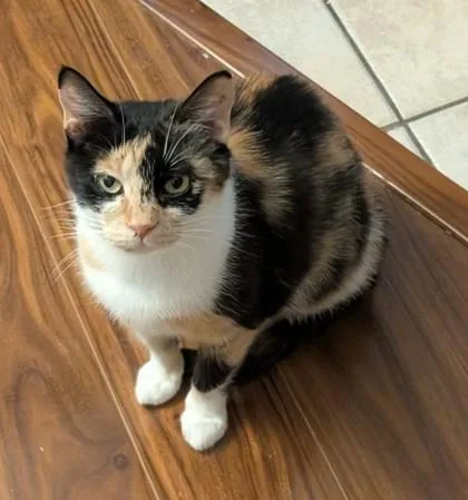An adult medium-sized female Calico cat named Skippy for adoption in Downers Grove, IL