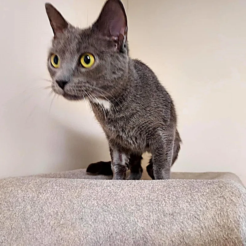 A young medium-sized female Domestic Short Hair cat named Jessie for adoption in Falls Creek, PA