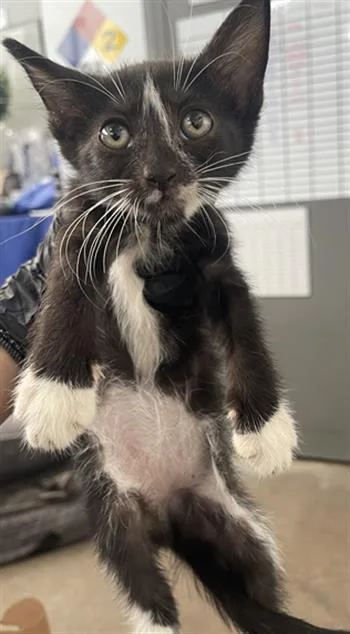 A baby medium-sized male Domestic Short Hair cat named Snowy for adoption in Dallas, TX