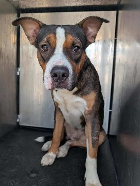 A young large-sized male American Staffordshire Terrier dog named Vandido for adoption in San Antonio, TX