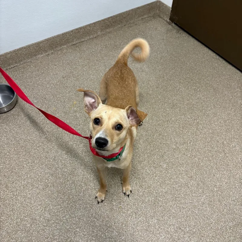 An adult small-sized male Yellow / Tan / Blond / Fawn Terrier dog named Cricket for adoption in League City, TX