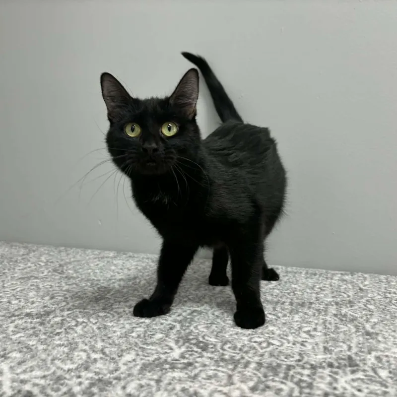 A young small-sized female Black Domestic Short Hair cat named Beverly for adoption in Frankfort, IN