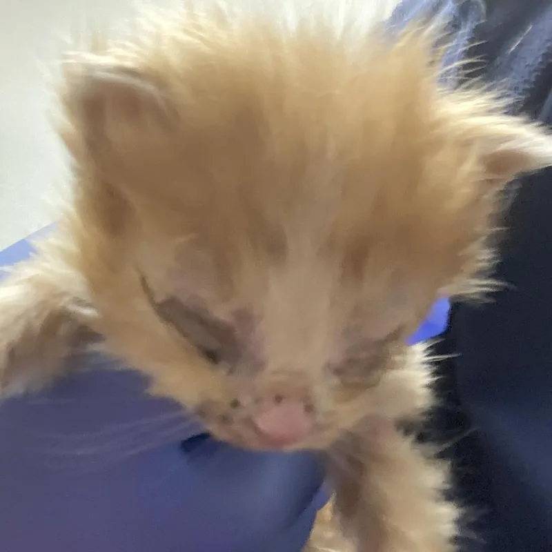 A baby small-sized male Orange / Red Domestic Short Hair cat named 72018 for adoption in Harrisonburg, VA