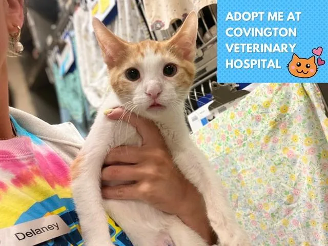 A baby small-sized male Domestic Short Hair cat named B Dub for adoption in Fort Wayne, IN