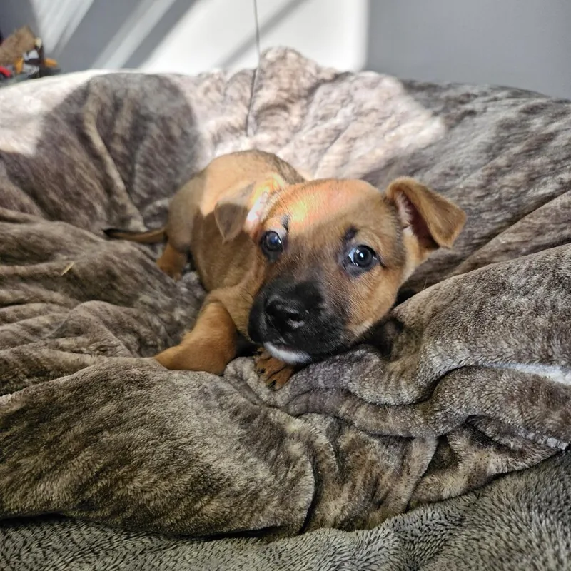 Brownie thumbnail 2