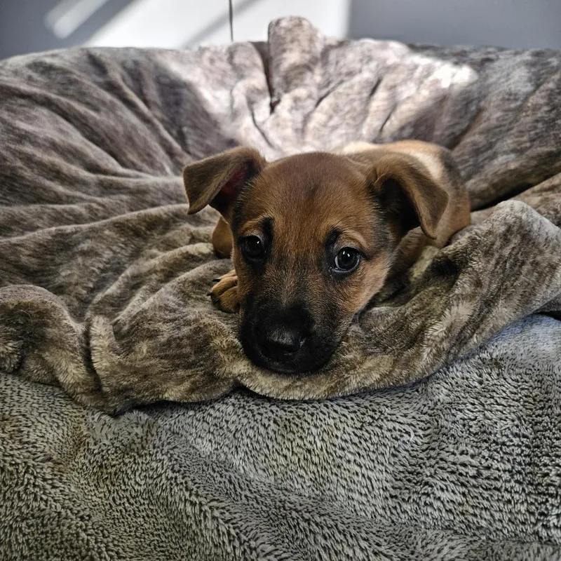 Brownie thumbnail 4