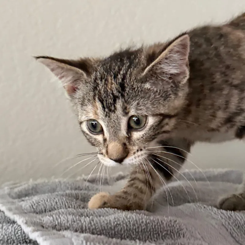 A baby small-sized female Brown / Chocolate Domestic Short Hair cat named Lilac for adoption in Chaska, MN
