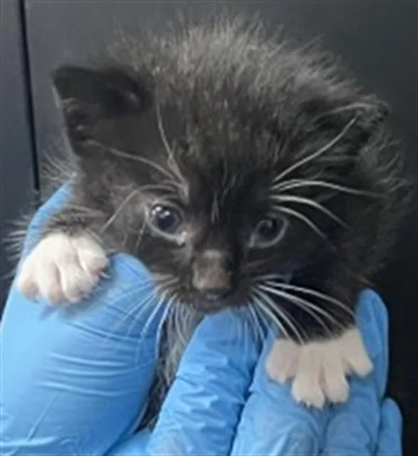 A baby medium-sized male Domestic Short Hair cat named Michael for adoption in San Bernardino, CA
