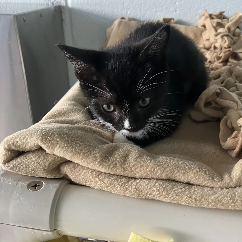 A baby small-sized female Black Domestic Short Hair cat named Sidney for adoption in Naples, FL