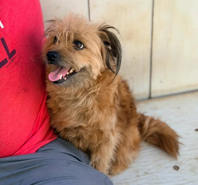A young small-sized female Border Terrier dog named Rainier for adoption in Los Angeles, CA