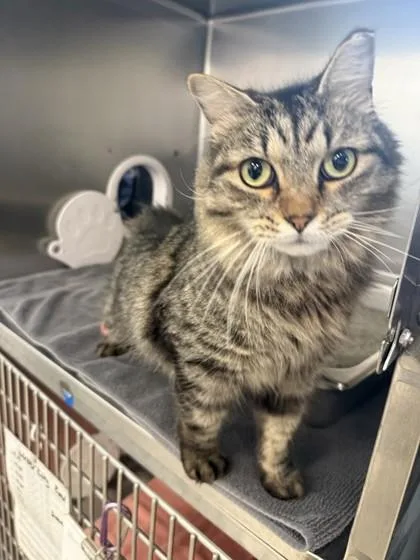 An adult small-sized male Domestic Medium Hair cat named Lemon for adoption in Scotia, NY