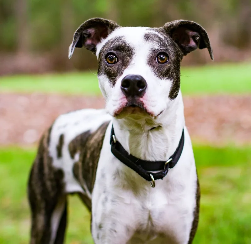 Thurgood thumbnail 4