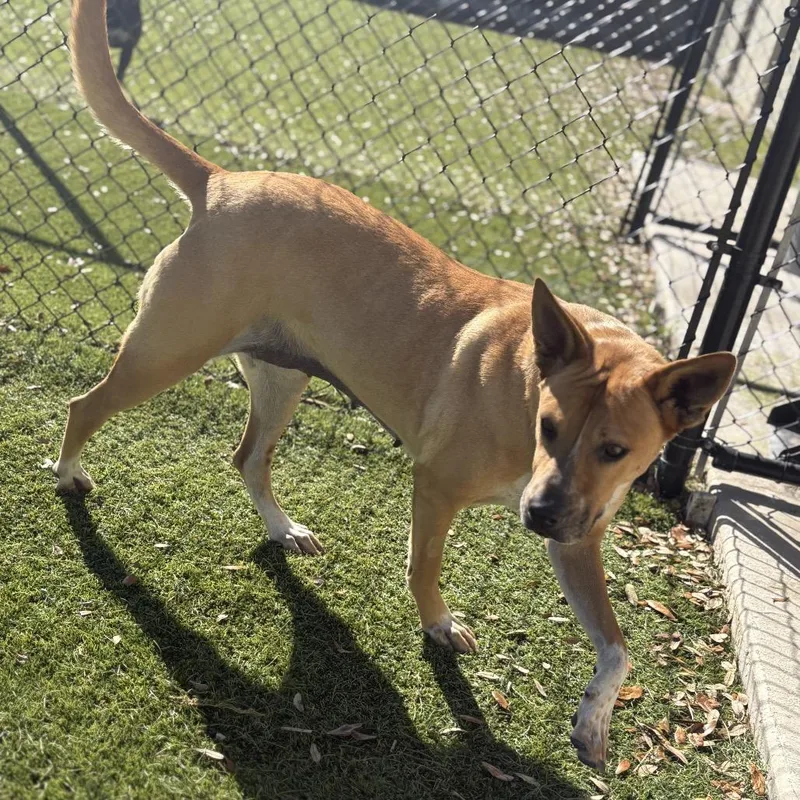 An adult medium-sized female Brown / Chocolate Mixed Breed dog named Mimi for adoption in LOXAHATCHEE, FL