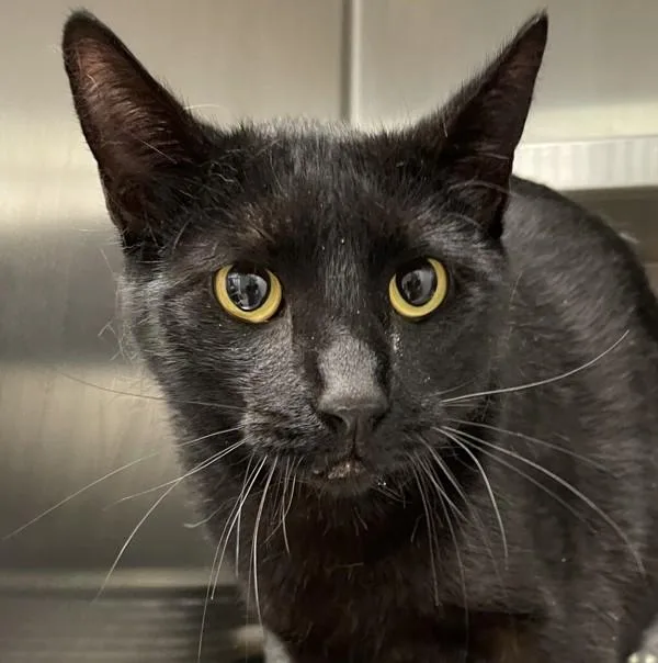 A young medium-sized male Domestic Short Hair cat named Toothless for adoption in Golden, CO