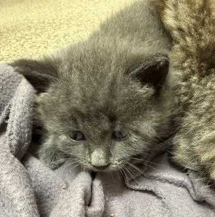A baby small-sized male Domestic Long Hair cat named Charmander for adoption in Westland, MI