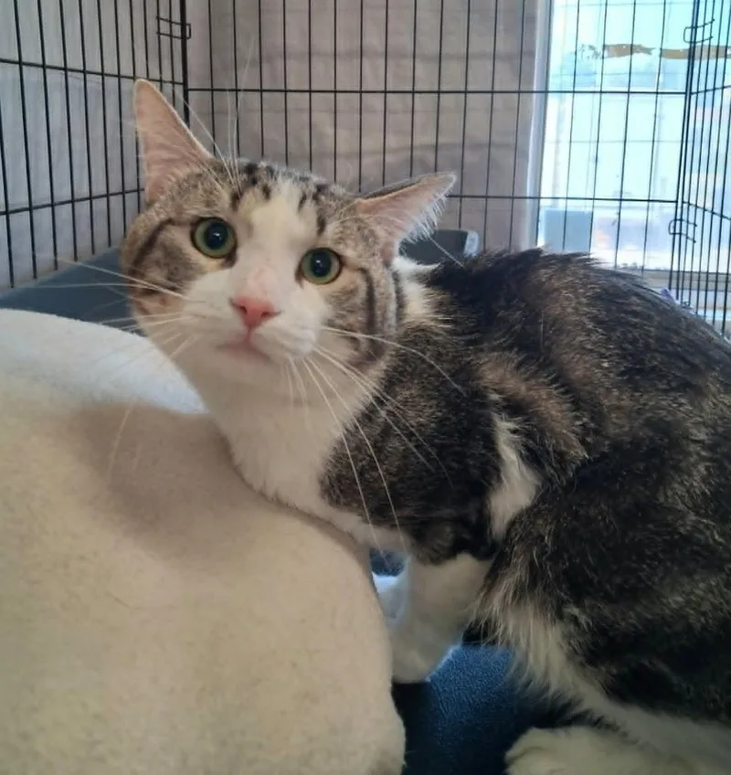 A young medium-sized male Domestic Short Hair cat named Husky Marshmallow for adoption in Ogden, UT