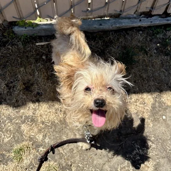 A senior small-sized female Terrier dog named Rue for adoption in Oceanside, CA
