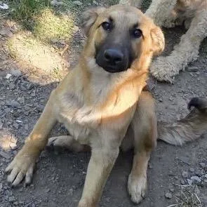 A young large-sized male Yellow / Tan / Blond / Fawn German Shepherd Dog dog named Grizz for adoption in Hackett, AR