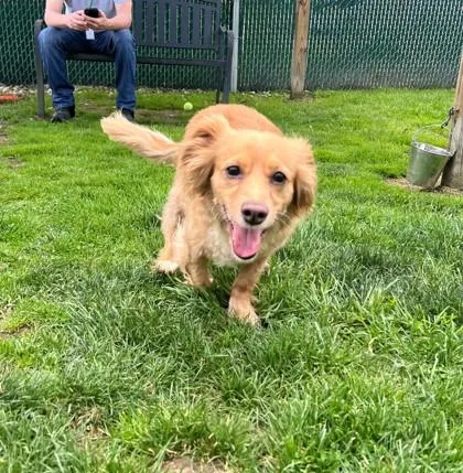 A senior small-sized male Golden Dachshund (Long Haired) dog named Dustie for adoption in Vienna, OH