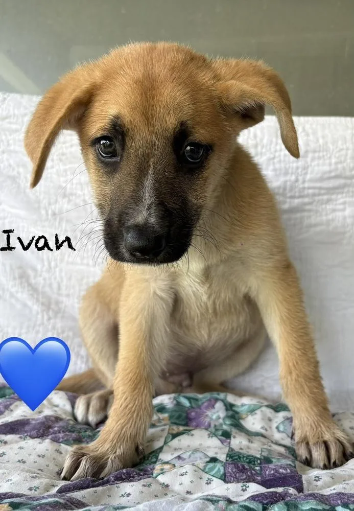 A baby medium-sized male Shepherd dog named Ivan for adoption in Brewster , NY