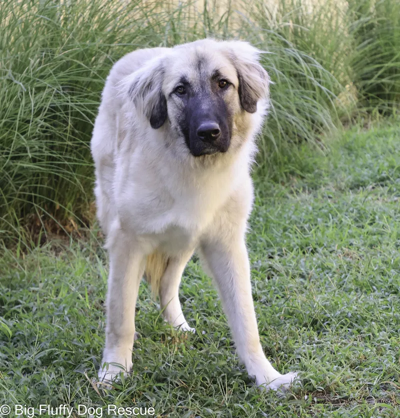 A baby extra large-sized male Yellow / Tan / Blond / Fawn Anatolian Shepherd dog named Riggs for adoption in Nashville, TN