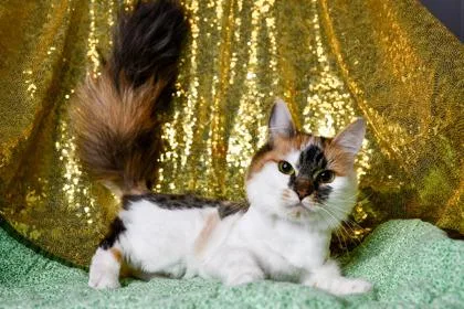 An adult small-sized female Domestic Long Hair cat named Cj for adoption in Yakima, WA
