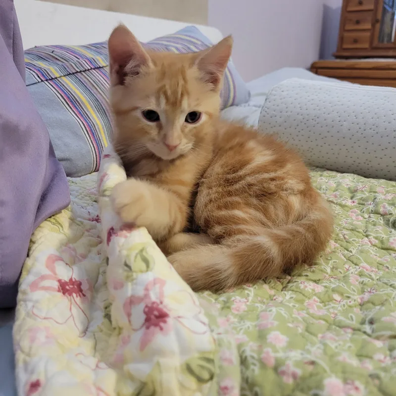 Cheeto