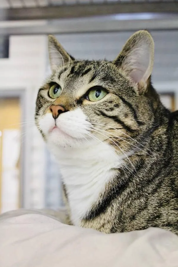 An adult small-sized male Domestic Short Hair cat named Hopper for adoption in Indiana, PA