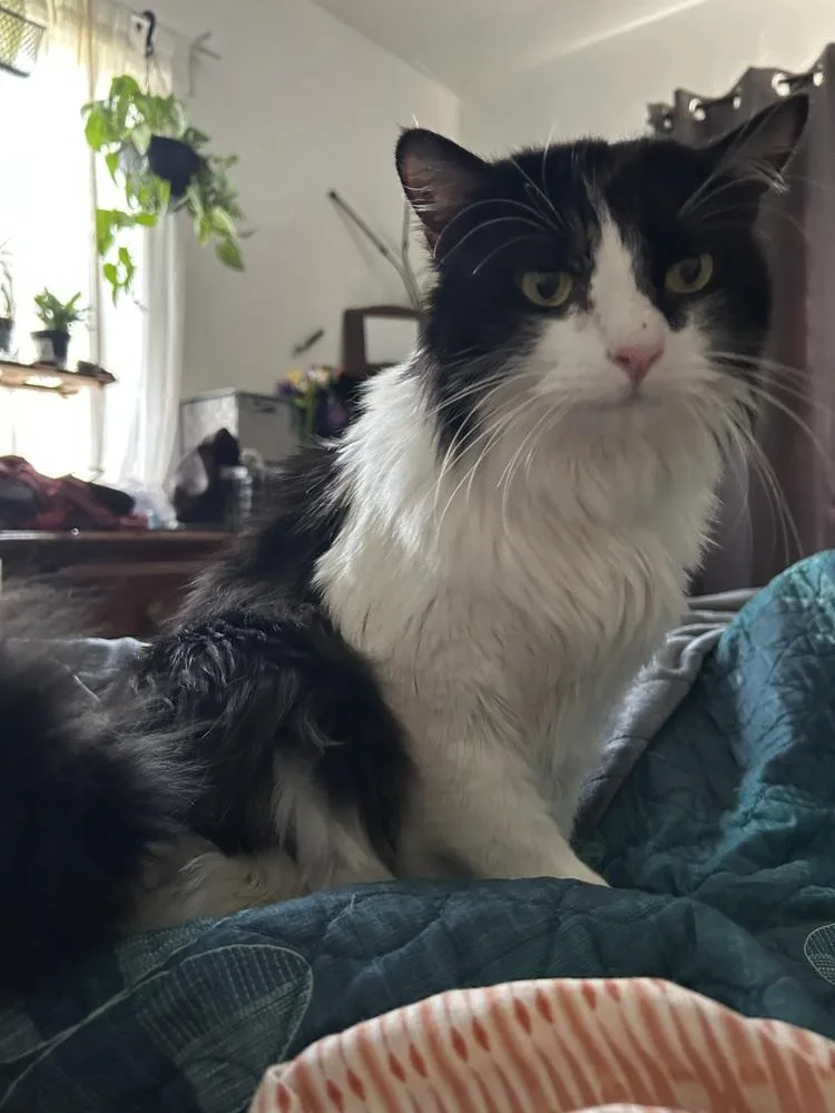 An adult large-sized male Black & White / Tuxedo Domestic Medium Hair cat named Gojo for adoption in tucson, AZ