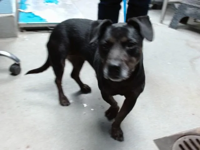 An adult medium-sized female Labrador Retriever dog named Cali for adoption in Albuquerque, NM