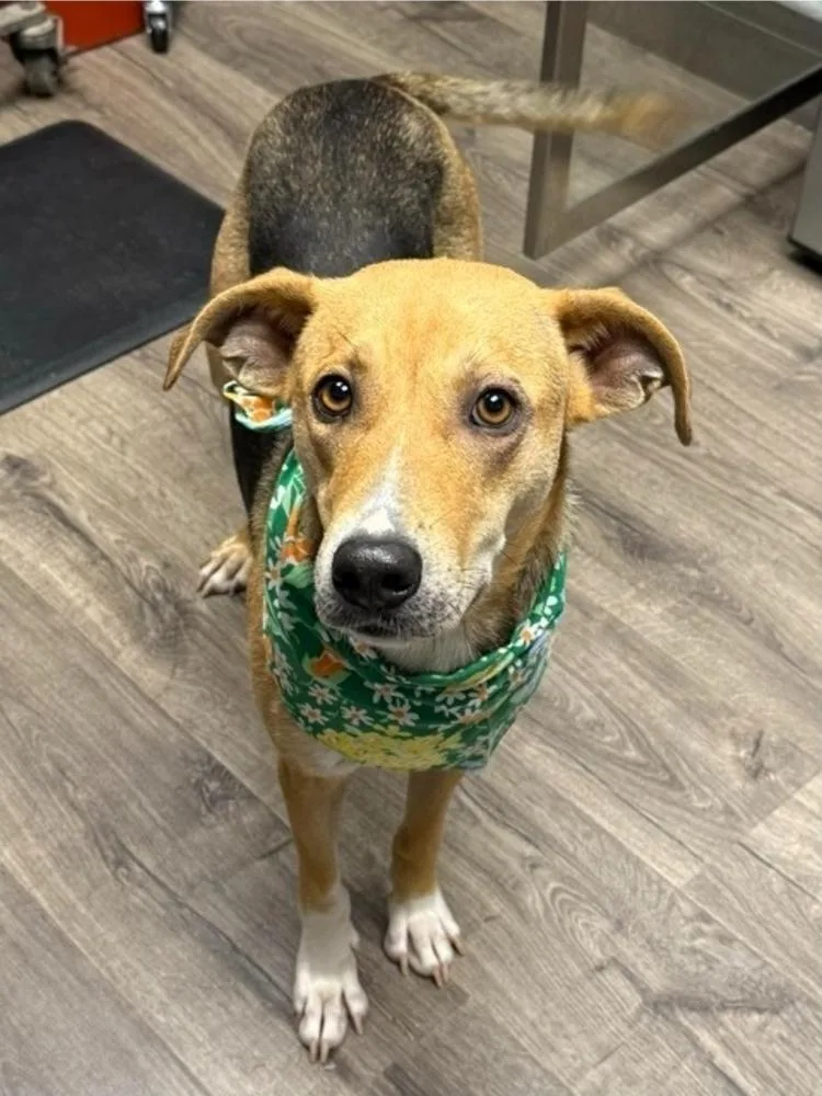 An adult medium-sized female Brown / Chocolate Beagle dog named Noreen for adoption in Sedalia, CO