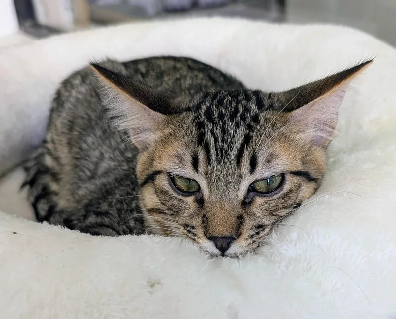 A baby medium-sized male Domestic Short Hair cat named Edamame for adoption in Peoria, AZ