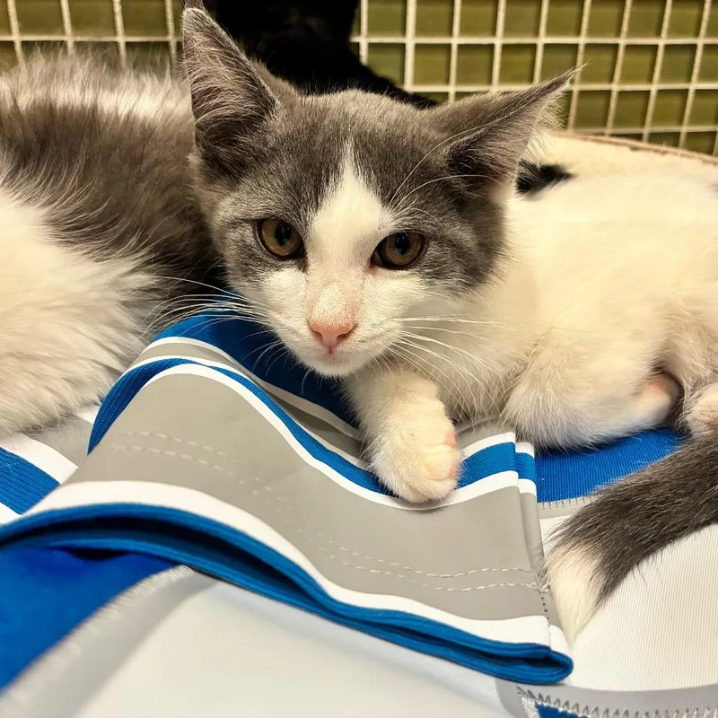 A baby small-sized male Domestic Medium Hair cat named Penei Sewell for adoption in Ferndale, MI