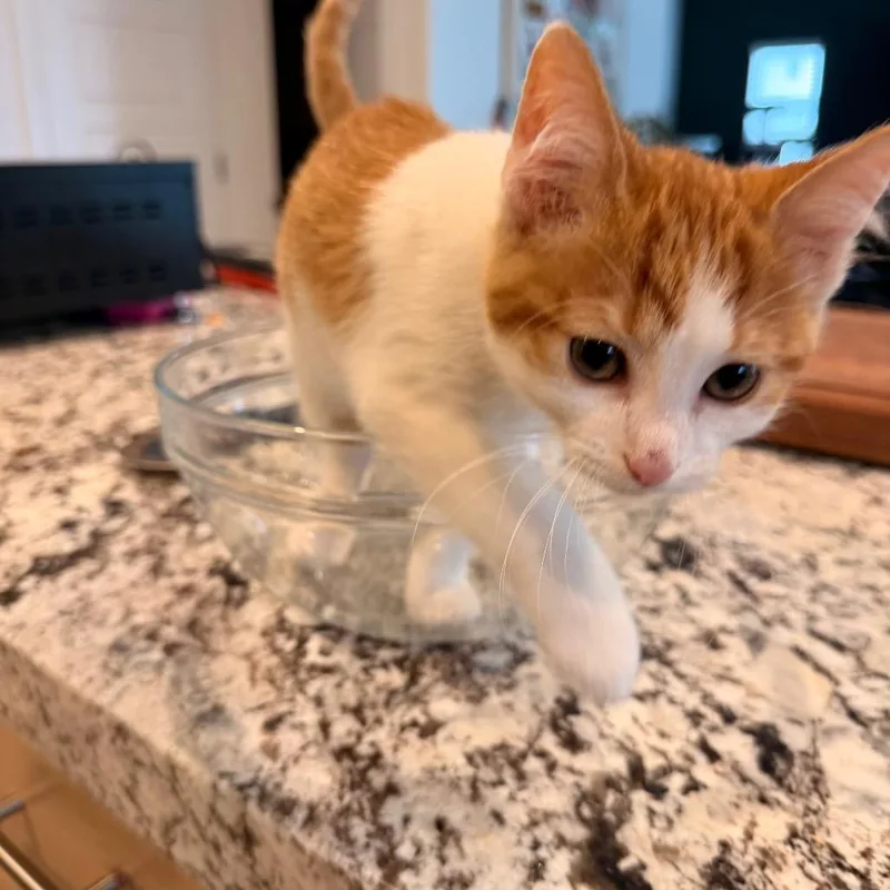 A baby small-sized male Orange / Red Domestic Short Hair cat named Tramp Storesund for adoption in Eagle Mountain, UT