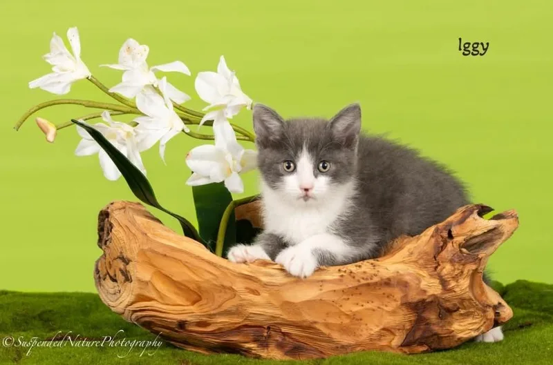 A baby small-sized male Domestic Short Hair cat named Iggy for adoption in San Jacinto, CA