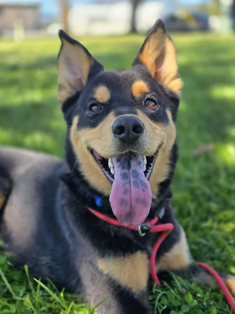 A young medium-sized male Black Australian Kelpie dog named Zeke for adoption in Grants Pass, OR